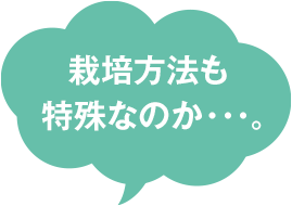 栽培方法も特殊なのか・・・。